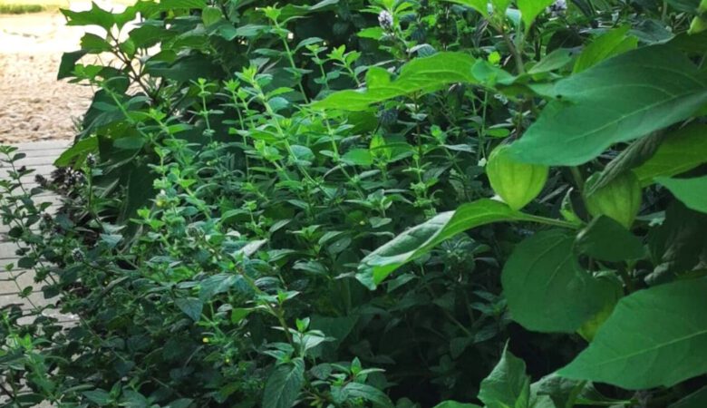 Duftendes Staudenbeet im Halbschatten