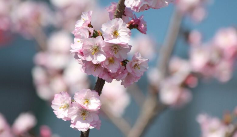 Prunus 'Accolade'