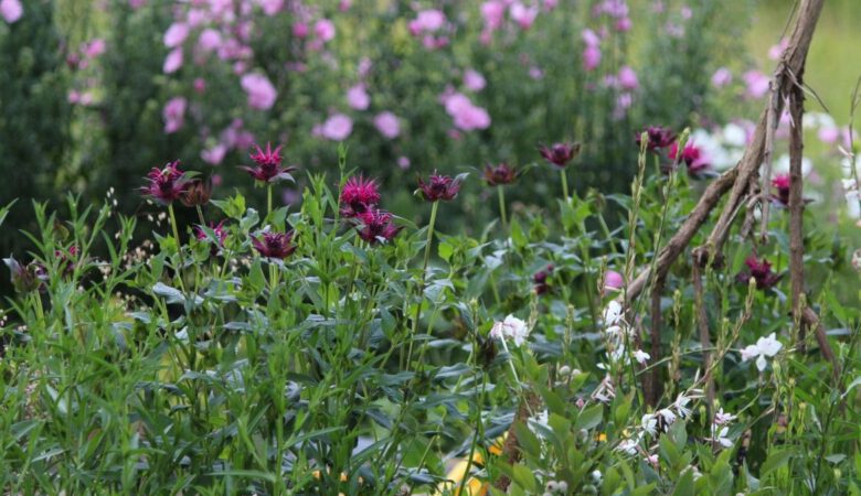 Monarde